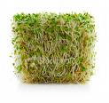 Alfalfa Sprouts