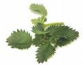 Nettles